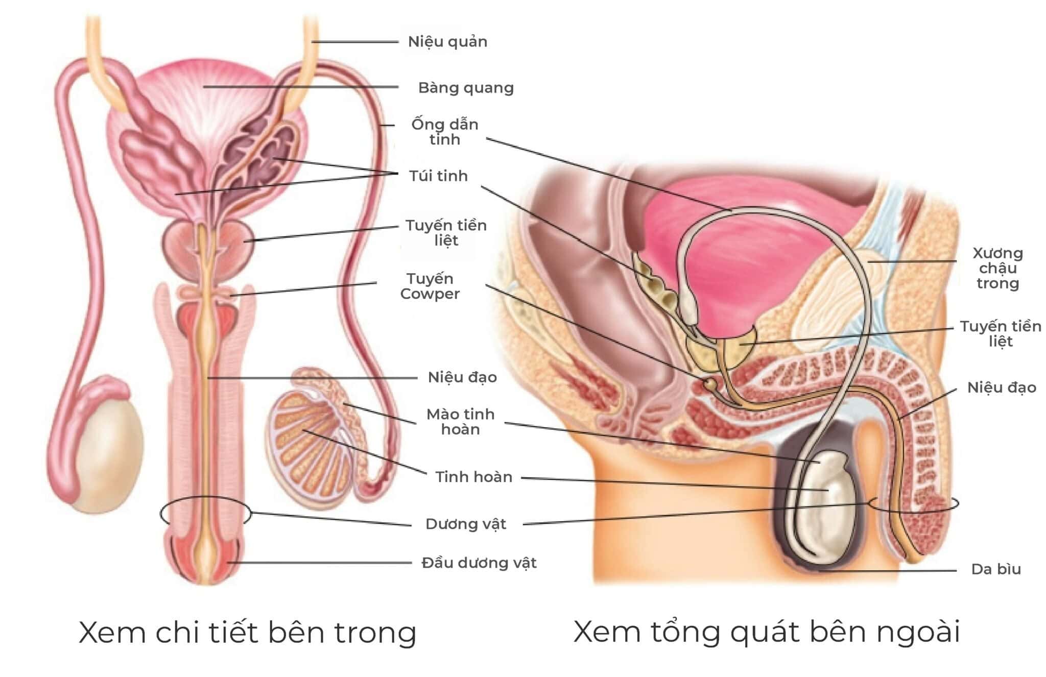Vai Trò Của Bộ Phận Sinh Dục Nam
